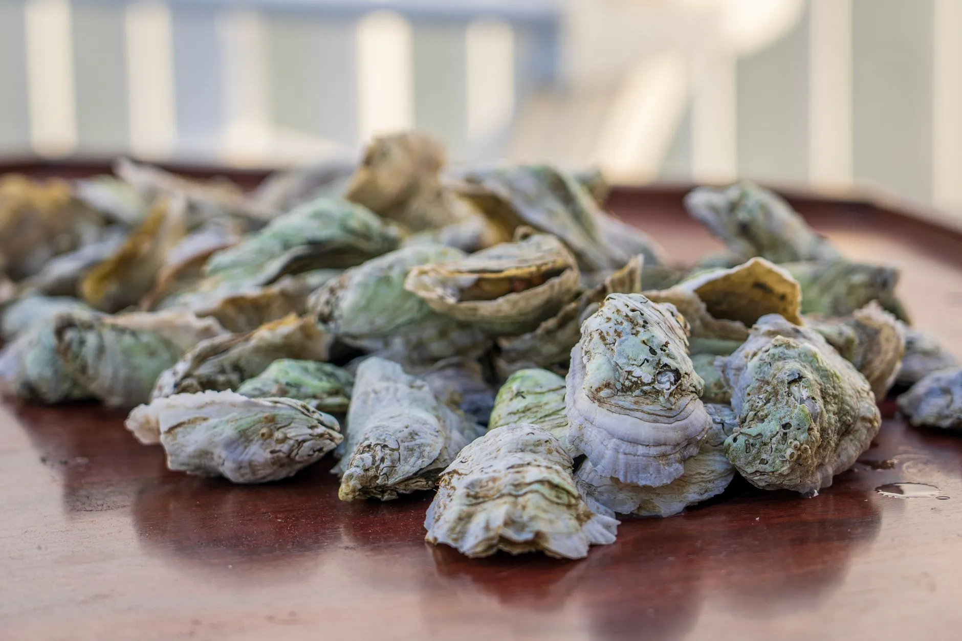 Study reveals $12 trillion potential from restored oyster reefs
