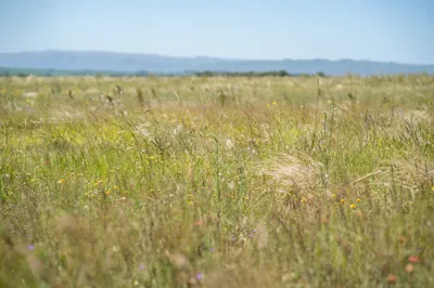 Plant Diversity and Climate Resilience