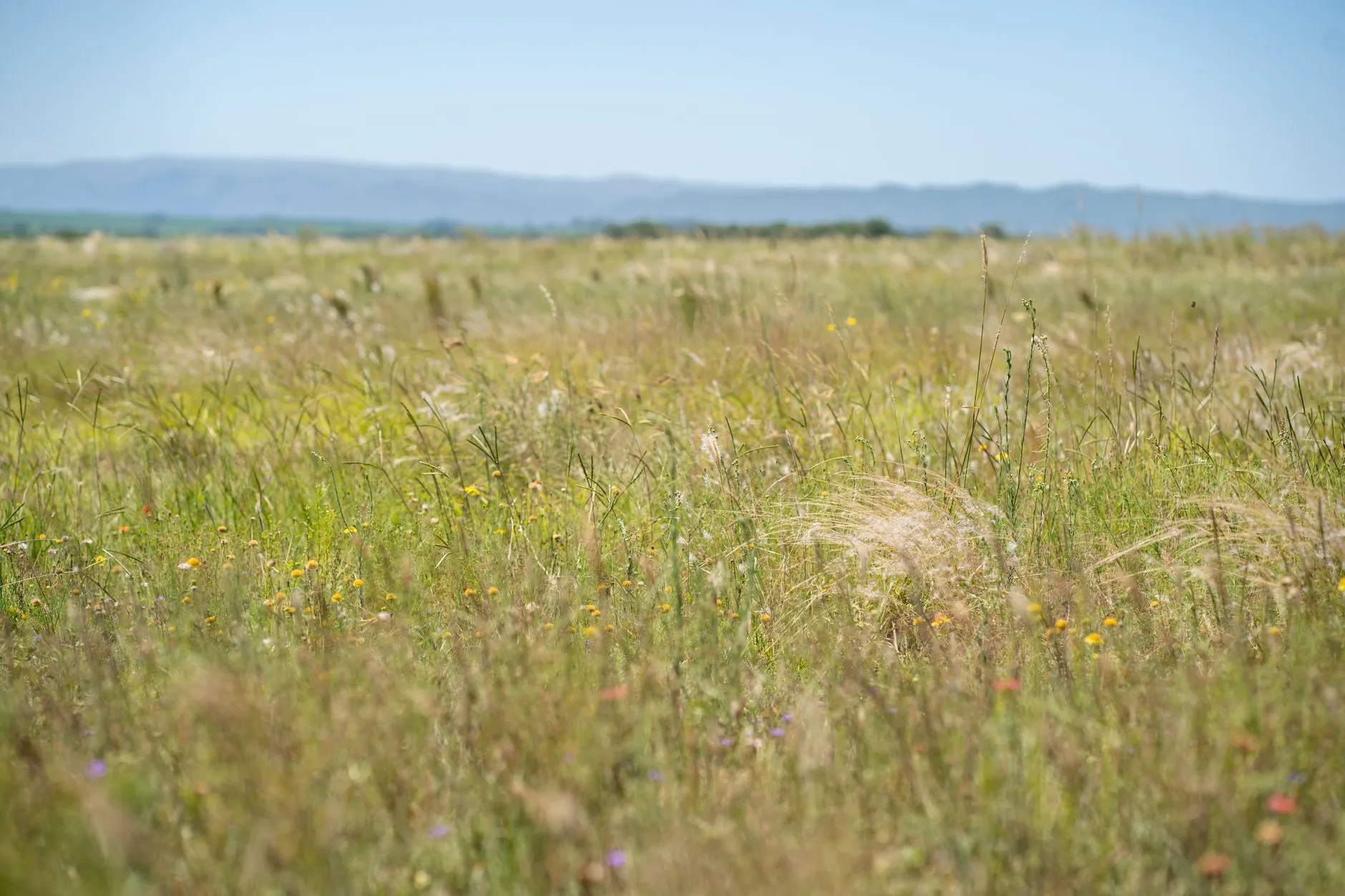 Plant Diversity and Climate Resilience
