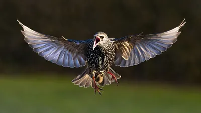 TNFD nature reporting doubles year-on-year