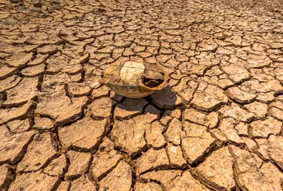 Saudi Arabia Advances International Cooperation on Arid Environment Sustainability